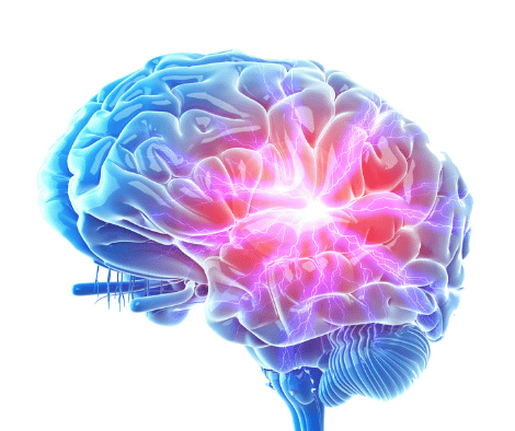 Quelques fondements neuroscientifiques 2